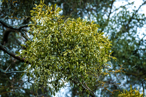 Mistletoe