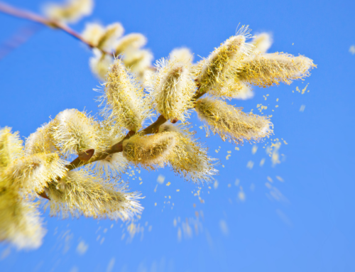 Spring Allergies: Natural Solutions and Home Remedies