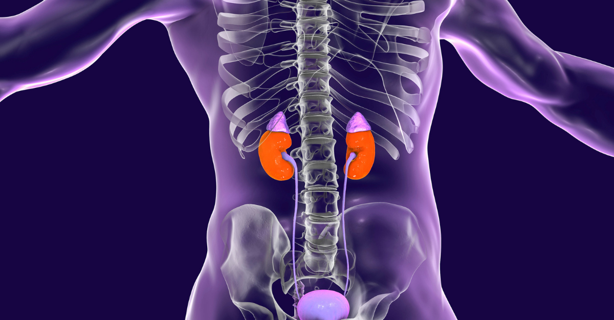 Adrenal Health 101: Signs of Dysregulation